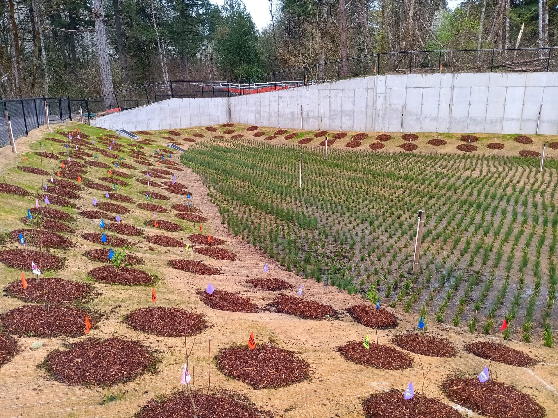 Irrigation Header & Plant Installation